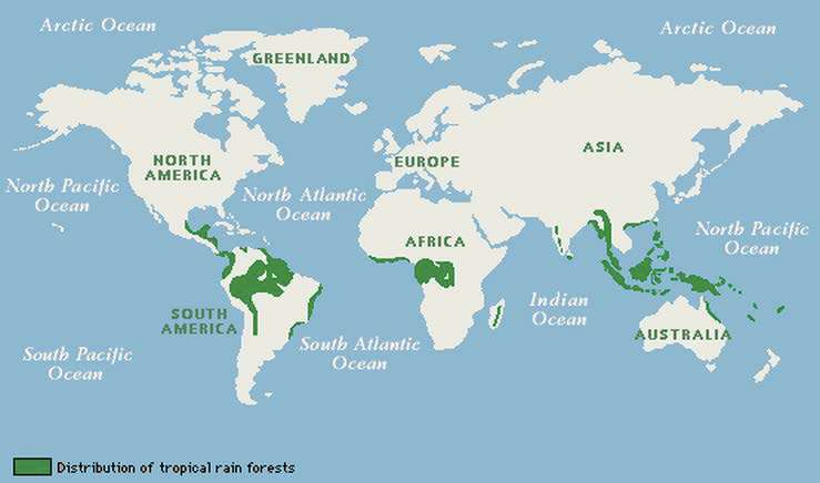 Tropical Rain Forests