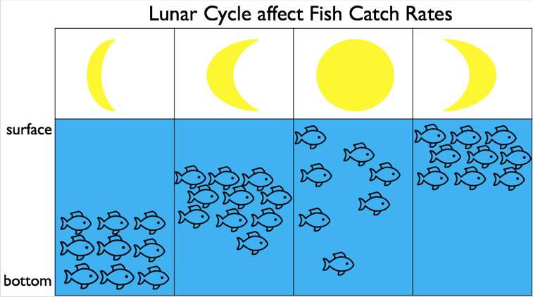 Lunar Cycle - Fish Catch Rates