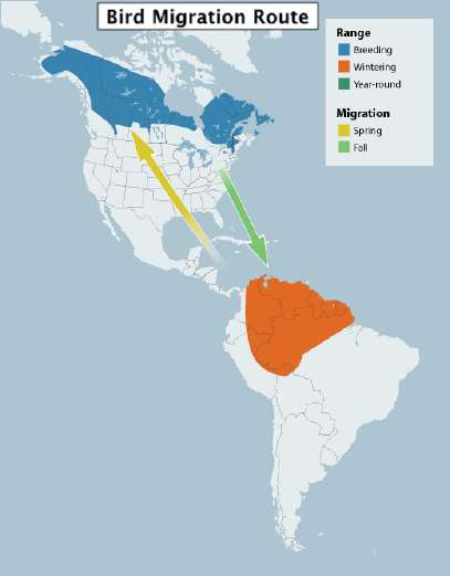 Bird Migration Route
