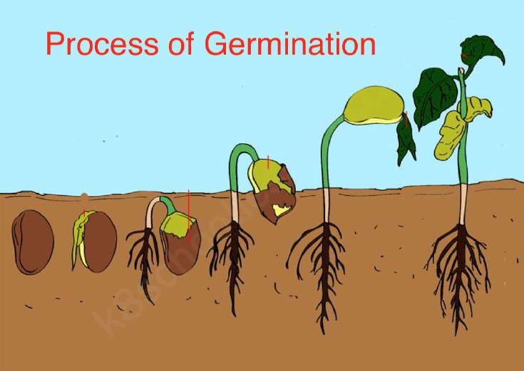 Process of Germination