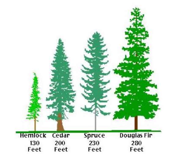 Types of Trees