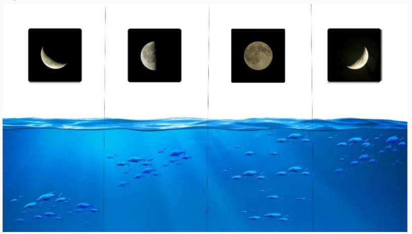 Fishes & Moon Phases