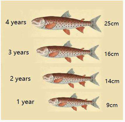 Fish Size Chart
