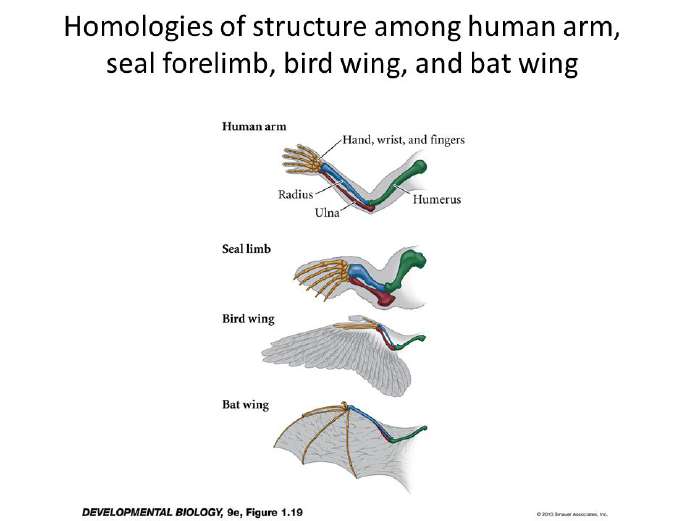 Homologies