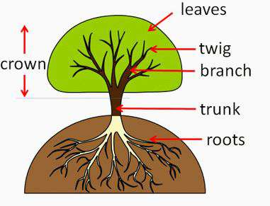 Parts of a Tree
