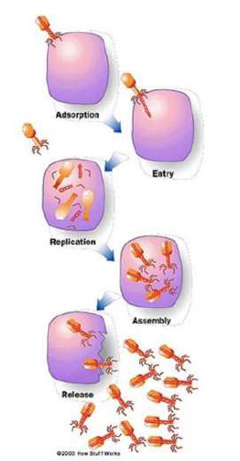 How a Virus Works