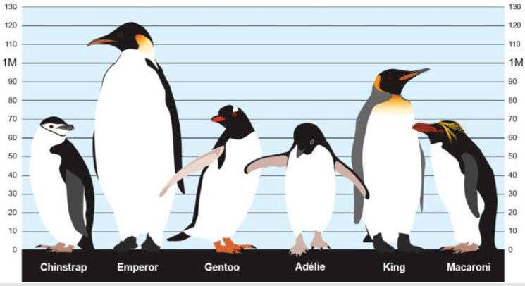 Types of Penguins