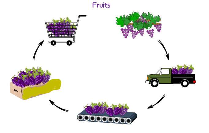 Grapes Distribution Cycle