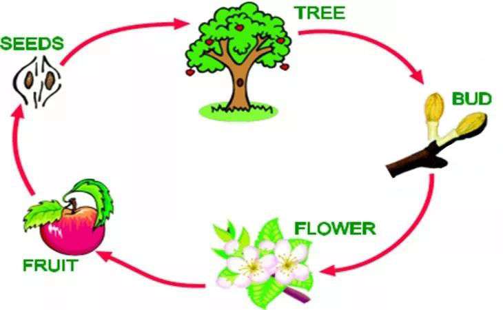 Apple Life Cycle