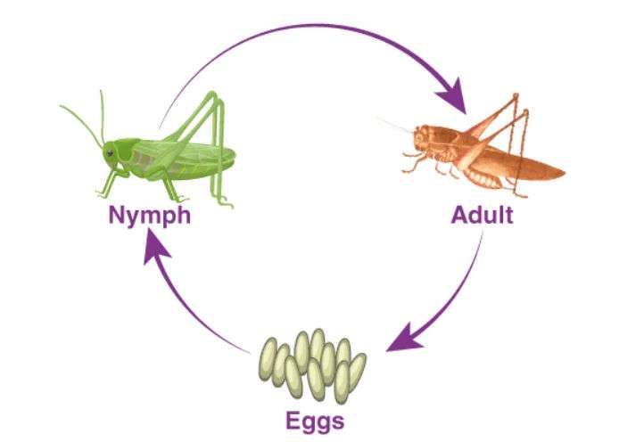 Grasshopper Life Cycle